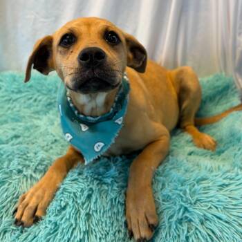 Mixed Breed Dogs Available for Adoption in Canal Winchester, Ohio - Watermelon | PetCurious