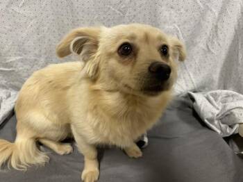 LADY -  Chihuahua and Mixed Breed Dog for Adoption in Modesto, California - LADY | PetCurious