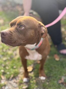 Rescue Pit Bull Terrier Dogs for Adoption in Grafton, West Virginia - Mia | PetCurious