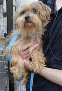 Yorkshire Terrier and Mixed Breed Dogs Available for Adoption in Salinas, California - RORY | PetCurious