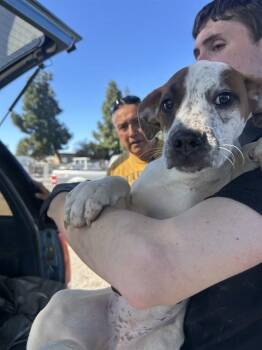 Labrador Retriever and Mixed Breed Dogs Available for Adoption - A372641 | PetCurious
