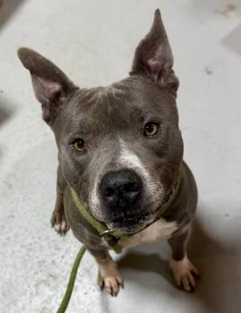 Terrier Dogs Available for Adoption in Lancaster, South Carolina - Hippo | PetCurious