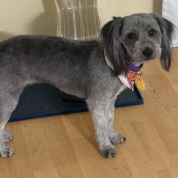 Miniature Poodle and Maltese Dogs Available for Adoption in Marana, Arizona - Sandy Aka Honey Bee | PetCurious