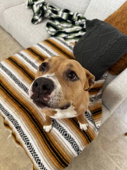 Rescue Pit Bull Terrier Dogs for Adoption in Chandler, Arizona - NALA #9 | PetCurious