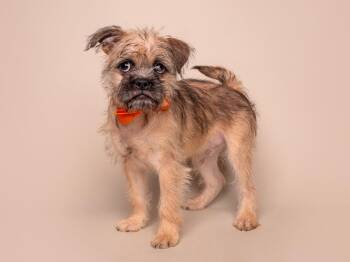 Brussels Griffon Dogs Available for Adoption in Palo Alto, California - Ruckus | PetCurious