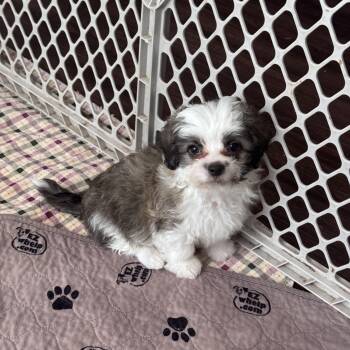 Shih Tzu Dogs Available for Adoption in Monroe, North Carolina - Eamon | PetCurious