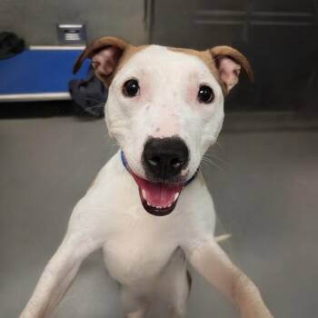 Delta Dawn -  Pit Bull Terrier Dog for Adoption in Baltimore, Maryland - Delta Dawn | PetCurious