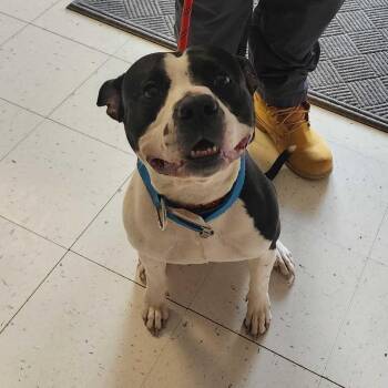 Savage -  Mixed Breed Dog for Adoption in Davenport, Iowa - Savage | PetCurious