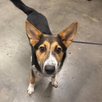AJ -  Collie and Shepherd Dog for Adoption in Tampa, Florida - AJ | PetCurious