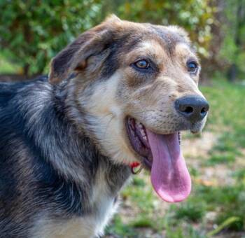 Shepherd and Terrier Dogs Available for Adoption in Bloomfield, Connecticut - Suki | PetCurious