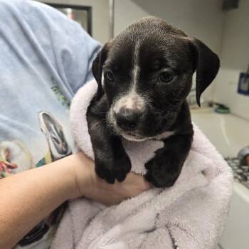 Garnet -  Mixed Breed Dog for Adoption in Lake Panasoffkee, Florida - Garnet | PetCurious