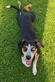 Chihuahua and Beagle Dogs Available for Adoption in Nashville, Tennessee - Brody | PetCurious