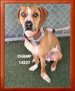 Rescue Hound Dogs for Adoption in Marietta, Georgia - CHAMP | PetCurious