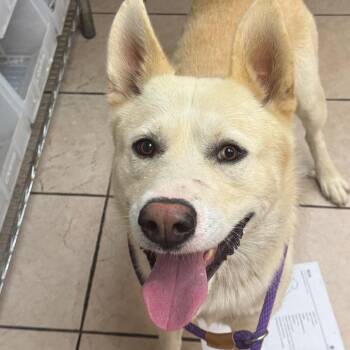 Kirk -  Husky Dog Available for Adoption in Birmingham, Alabama - Kirk | PetCurious