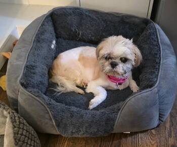 GIGI -  Shih Tzu Dog for Adoption in New York, New York - GIGI | PetCurious