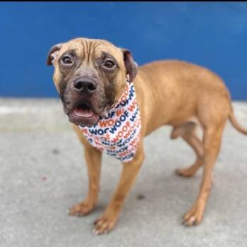 Mixed Breed Dogs Available for Adoption in Patchogue, New York - Spiddle | PetCurious