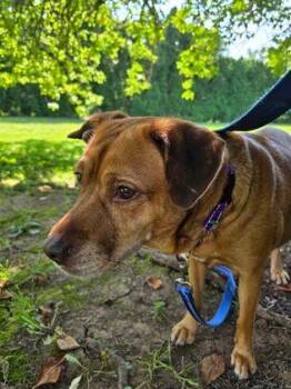 Ponyo -  Golden Retriever Dog for Adoption in Williamsport, Pennsylvania - Ponyo | PetCurious