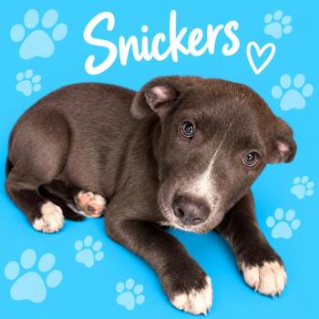 Snickers -  Mixed Breed Dog for Adoption in Memphis, Tennessee - Snickers | PetCurious
