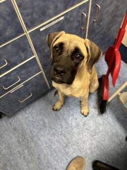 Eris -  Mastiff Dog for Adoption in Charleston, South Carolina - Eris | PetCurious