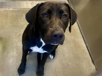 LACY -  Labrador Retriever Dog for Adoption in Tustin, California - LACY | PetCurious