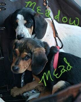 Hound Dogs Available for Adoption - Mead | PetCurious