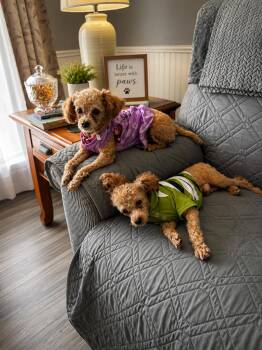 Andy and Abby -  Poodle Dog for Adoption in North Vernon, Indiana - Andy And Abby | PetCurious