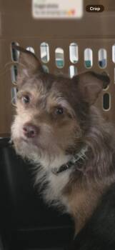 Doc -  Chihuahua Dog for Adoption in Papillion, Nebraska - Doc | PetCurious