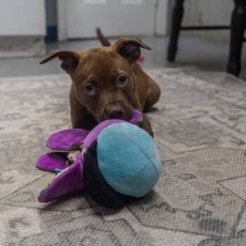 Pit Bull Terrier and Mixed Breed Dogs Available for Adoption in Pawling, New York - Fender | PetCurious