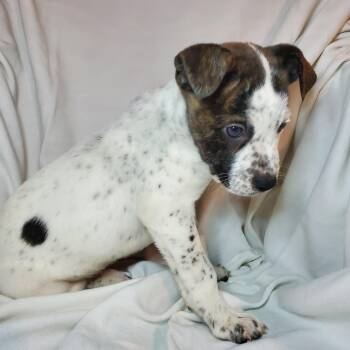 American Staffordshire Terrier and Mixed Breed Dogs Available for Adoption - Mike | PetCurious