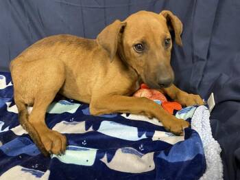 Doberman Pinscher and Mixed Breed Dogs Available for Adoption in Modesto, California - A610020 | PetCurious