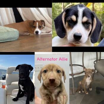 Available -  Mixed Breed Dog for Adoption in Seaside Heights, New Jersey - Available | PetCurious