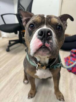 American Bully Dogs Available for Adoption in Marion, Ohio - Bruiser | PetCurious