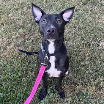 Starry -  Pit Bull Terrier Dog for Adoption in Crookston, Minnesota - Starry | PetCurious
