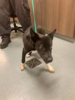 German Shepherd Dog and Mixed Breed Dogs Available for Adoption - OLIVE | PetCurious