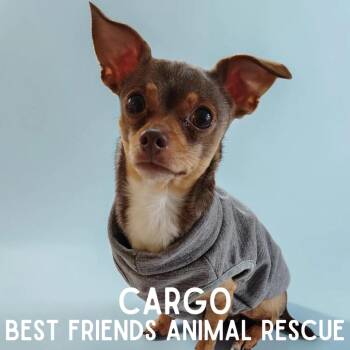 Chihuahua Dogs Available for Adoption in Wasilla, Alaska - Cargo | PetCurious