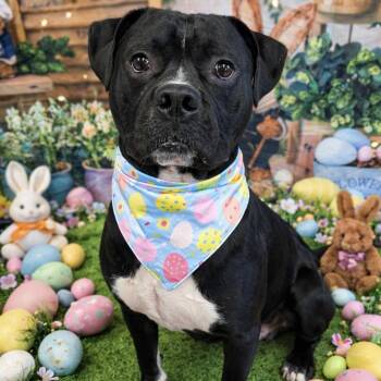 Mixed Breed Dogs Available for Adoption in Binghamton, New York - Radish | PetCurious