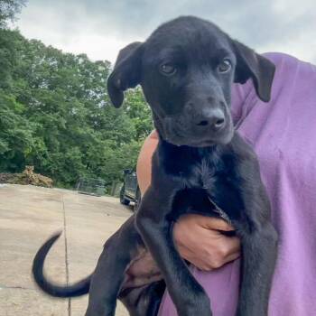 Mixed Breed Dogs Available for Adoption in Groveland, Massachusetts - Pitstop | PetCurious