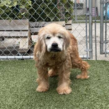 Milton -  Mixed Breed Dog for Adoption in Los Angeles, California - Milton | PetCurious