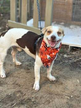 Rescue Terrier and Chihuahua Dogs for Adoption in New Bedford, Massachusetts - Stephen | PetCurious