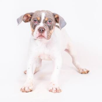 Ben -  English Bulldog and Beagle Dog for Adoption in Northbrook, Illinois - Ben | PetCurious