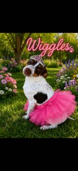 Wiggles -  Mixed Breed Dog for Adoption in Seaside Heights, New Jersey - Wiggles | PetCurious