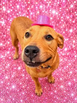 Autumn -  Mixed Breed Dog for Adoption in Davenport, Iowa - Autumn | PetCurious