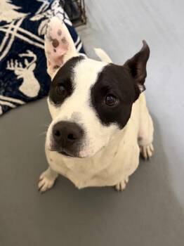 Banjo -  Pit Bull Terrier Dog for Adoption in Johnson City, Tennessee - Banjo | PetCurious