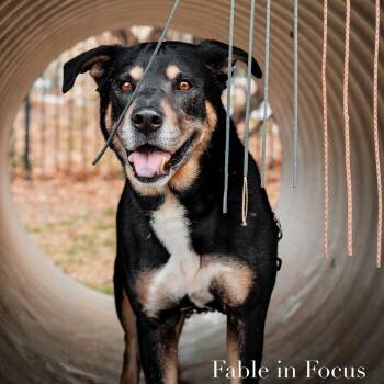 German Shepherd Dog and Mixed Breed Dogs Available for Adoption in Charlottesville, Virginia - Bruno | PetCurious