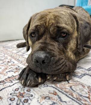 Cane Corso Dogs Available for Adoption - Lola | PetCurious