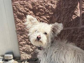 PENNY -  Yorkshire Terrier and West Highland White Terrier Westie Dog for Adoption in Pueblo, Colorado - PENNY | PetCurious