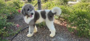 Roger update -  Bernadoodle Dog for Adoption in Torrance, California - Roger Update | PetCurious