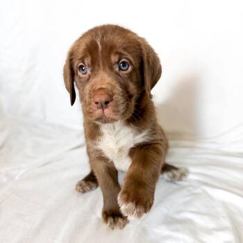 Mastiff and Bracco Italiano Dogs Available for Adoption in Bullard, Texas - Aerin | PetCurious