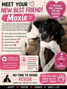 Black And Tan Coonhound Dogs Available for Adoption in Warrenton, Missouri - Moxie | PetCurious