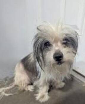 Ariel Angel -  Maltese and Shih Tzu Dog for Adoption in Milton, Georgia - Ariel Angel | PetCurious